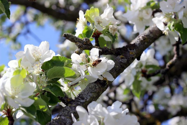 19 апреля: какой праздник, что запрещено делать, кому сегодня нужно дотронуться до яблони