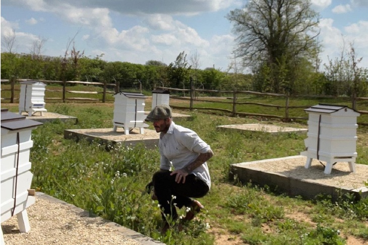 PHOTO: David Beckham looks like a farmer when he spends time in his apiary