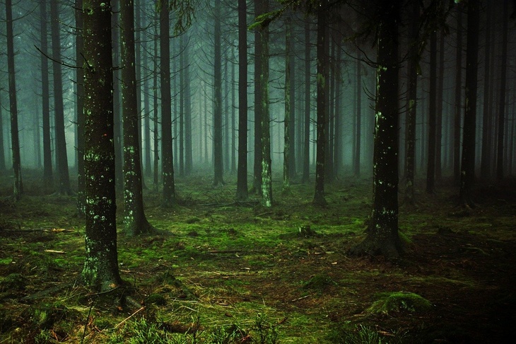 «ЛизаАлерт» рассказала, как собраться, чтобы не потеряться в лесу