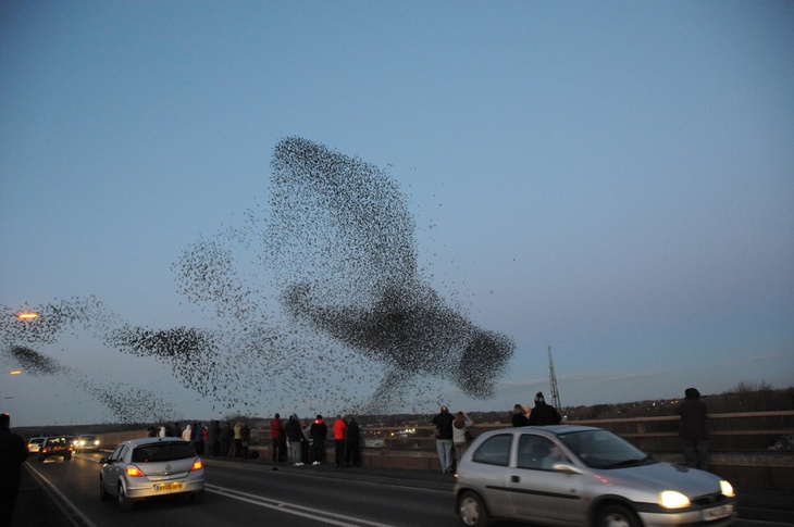 Starling murmurations are still the secret for naturalists