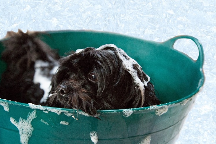 Вплоть до проплешин: почему нужно прекратить мыть собаку обычным шампунем и мылом