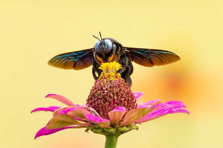 «Запуталась и испугалась»: специалист назвал случаи, когда пчела может ужалить