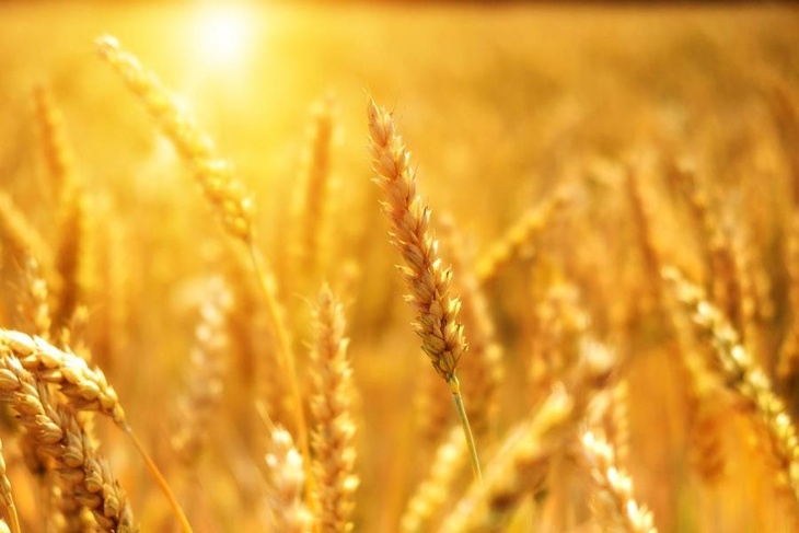 Эксперт рассказал, сможет ли Россия обеспечить себя зерном в 2022 году
