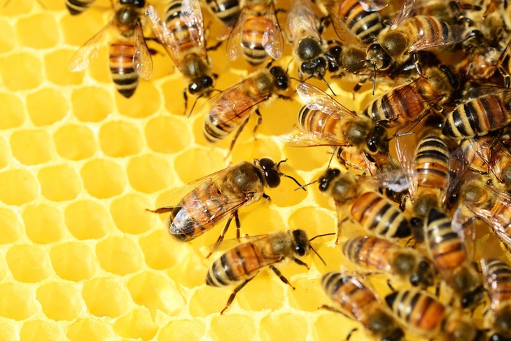 От болезней суставов и радикулита: врач Мясников рассказал об удивительной пользе лечения пчелами