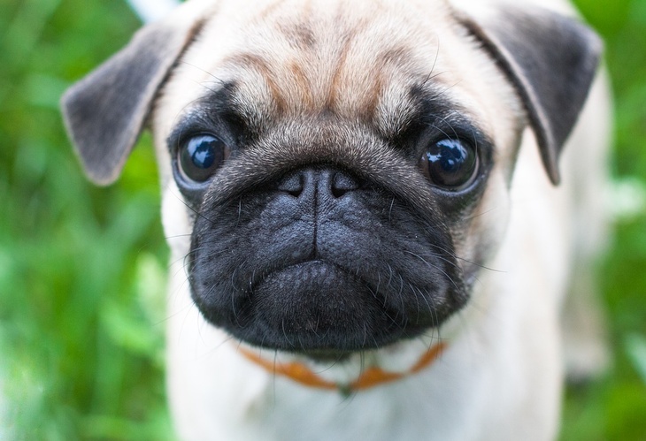 Researchers found that pugs have serious health problems 