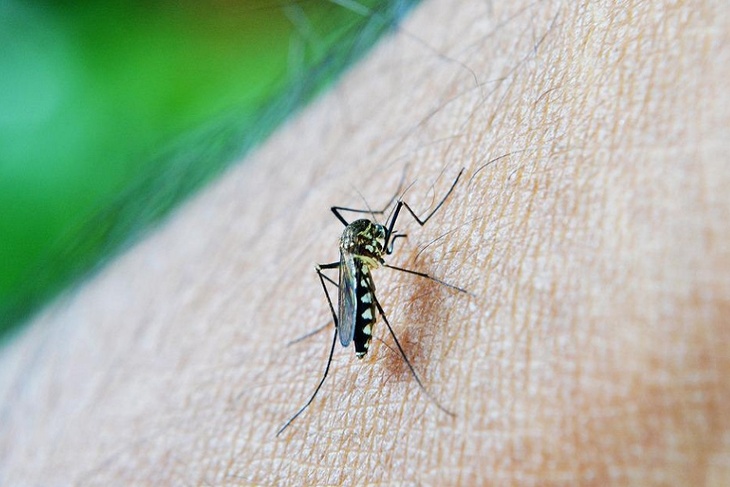 Россиянам рассказали, как защитить себя от укусов комаров