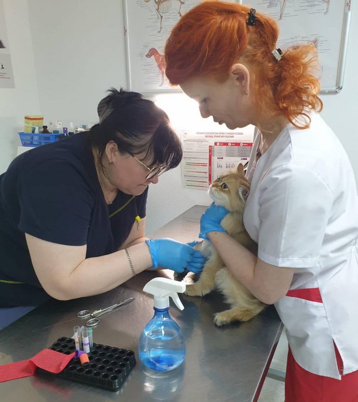 Коту Волочковой Риччи провели операцию, пока балерина заграницей