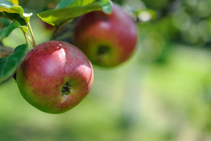 Назван лучший способ ускорить плодоношение яблони