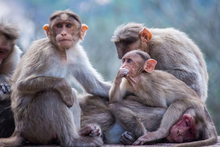 Вирусолог объяснил, угрожает ли россиянам обезьянья оспа
