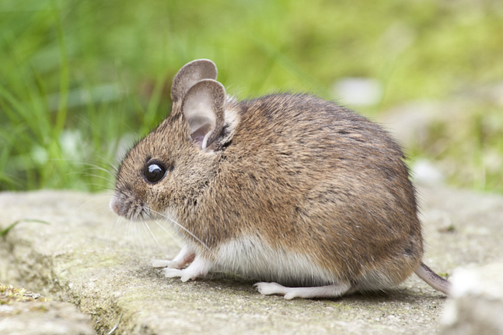 Дачникам рассказали об опасности мышиной лихорадки