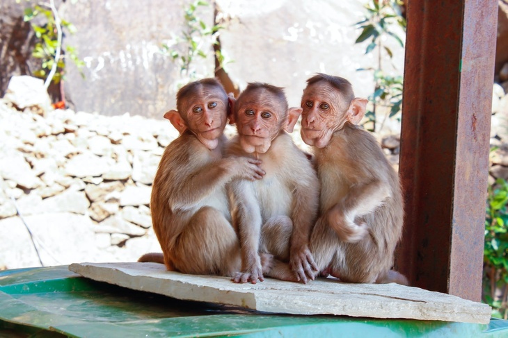 Ученый Гинцбург предположил, как обезьяны могли заразиться оспой