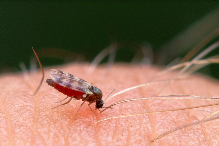 Россиян ждет рост числа передаваемых комарами инфекций