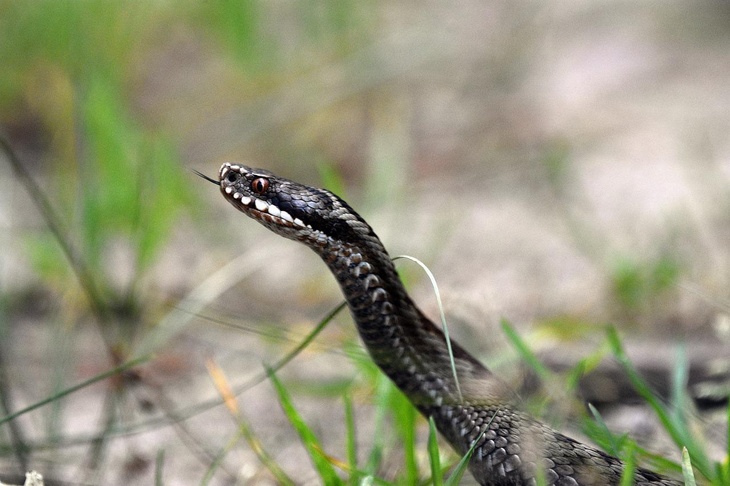 Токсиколог объяснил, чего нельзя делать при укусе змеи
