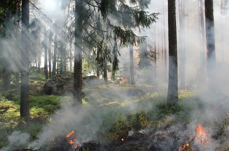 ЛОР назвал еще одну смертельную опасность лесных пожаров