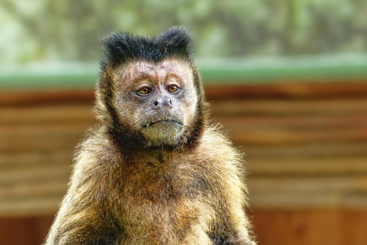 Иммунолог объяснил, будет ли пандемия обезьяньей оспы