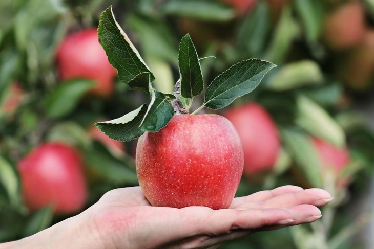 Смертельное яблочко: как определить отравление пестицидами