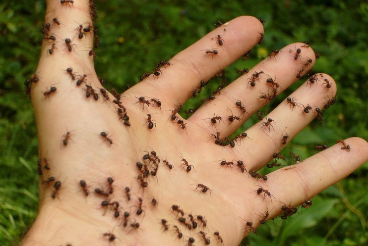 Садовод назвал эффективное средство в борьбе с муравьями без применения химии