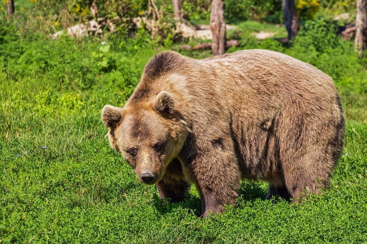 Россиянам назвали единственный способ спастись при встрече с медведем