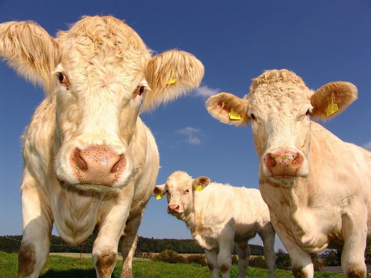 'Rare event:' Thousands of cattle die in Kansas heatwave