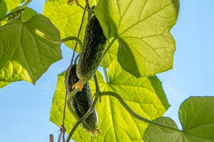 Ароматны и урожайны: какие сорта огурцов идеальны для посадки в июне