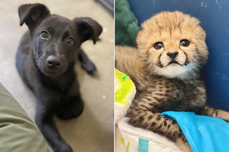 Daisy and Rozi: puppy helps cheetah cub to grow up