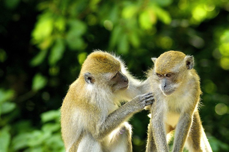 Иммунолог раскрыл, когда больной оспой обезьян наиболее заразен