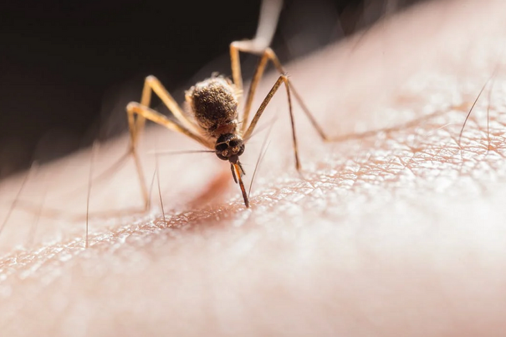 Перечислены необычные способы защиты от комаров