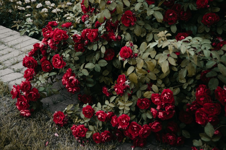 Порадуют пышным цветением: агроном назвала лучшую подкормку для роз в июне