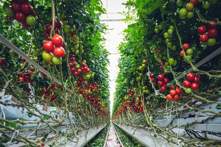 Повысит урожайность: российским садоводам назвали главную подкормку для помидоров в июне