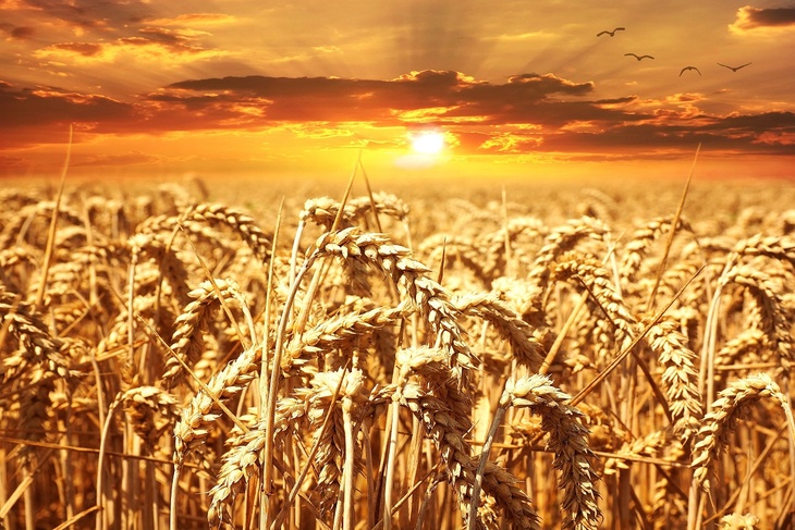 Французская газета: Россия сможет доминировать на рынке зерна