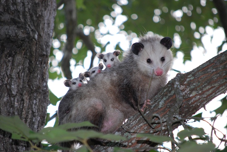 A cold-blooded Alaskan saved a barque in New York from a wild opossum