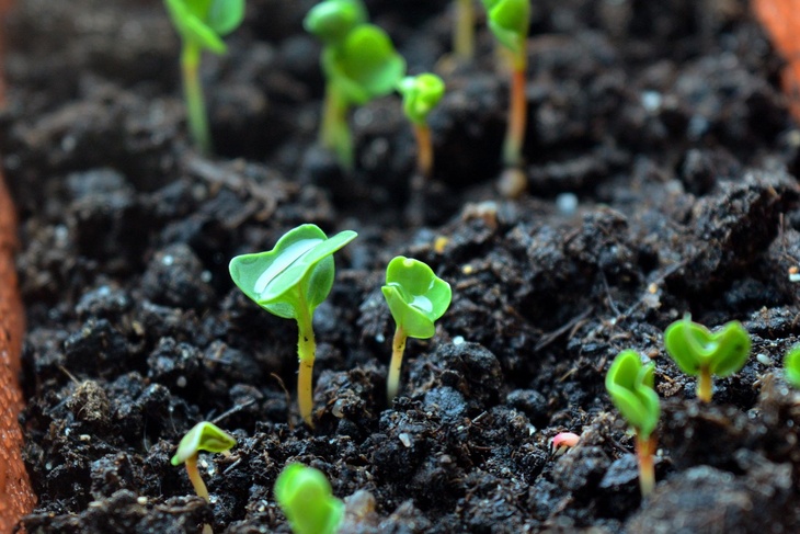 Агроном назвала два простых способа вырастить микрозелень на подоконнике