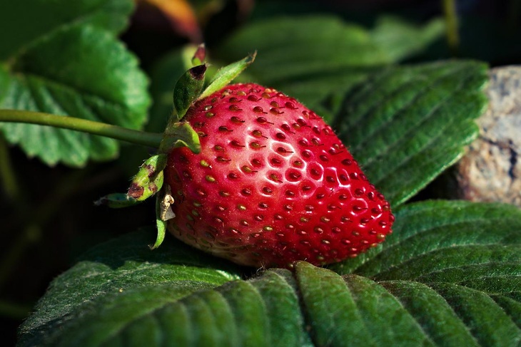 Чем подкормить клубнику в конце июня, чтобы получить невероятно сладкие ягоды
