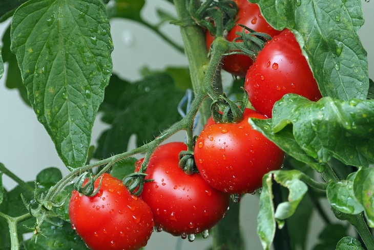 Россиянам назвали 7 работающих методов ускорить созревание томатов