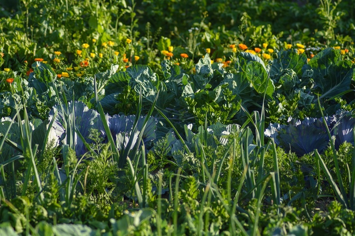 Садовод назвал два эффективных способа спасти огород от жары