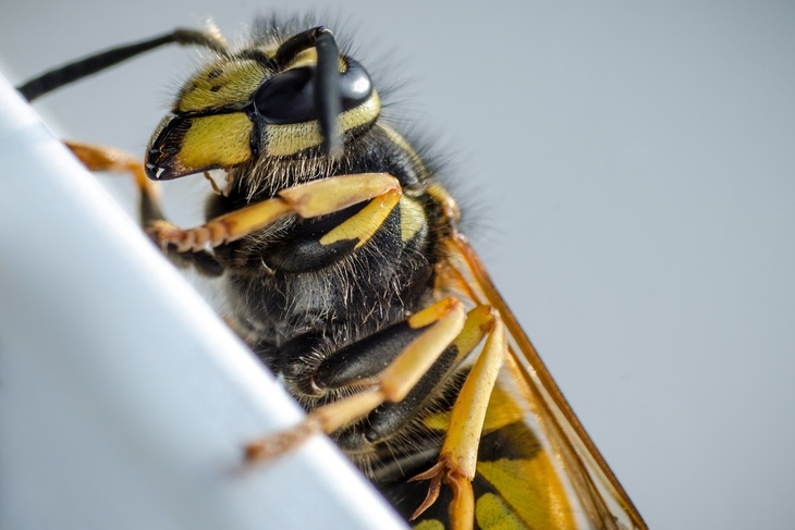 Энтомолог объяснил, чего категорически нельзя делать при укусе насекомого