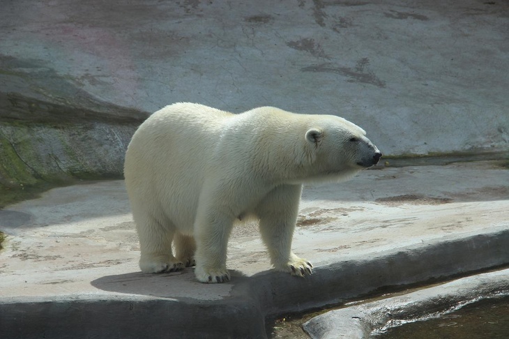 Белый медведь с банкой сгущенки во рту ждет помощи зоологов в Красноярском крае