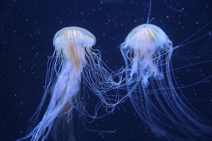 Россиянам объяснили, чем опасен укус медузы