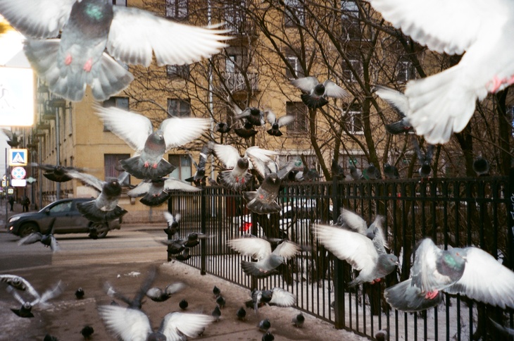 Россиянам объяснили опасность кормления голубей с рук