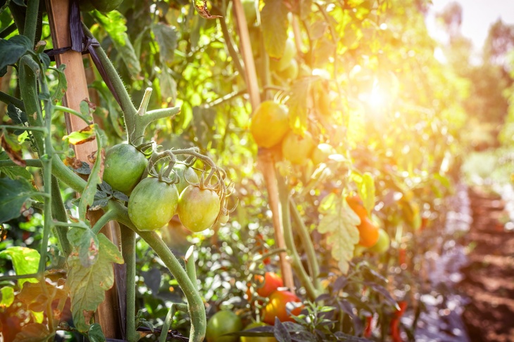 Садовод назвал главные ошибки, мешающие получить богатый урожай помидоров