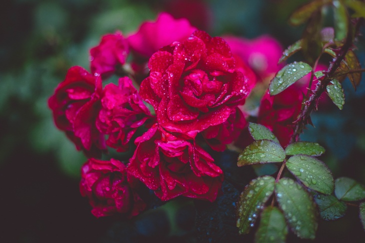 Садовод назвала копеечное средство, которое защитит розы от вредителей
