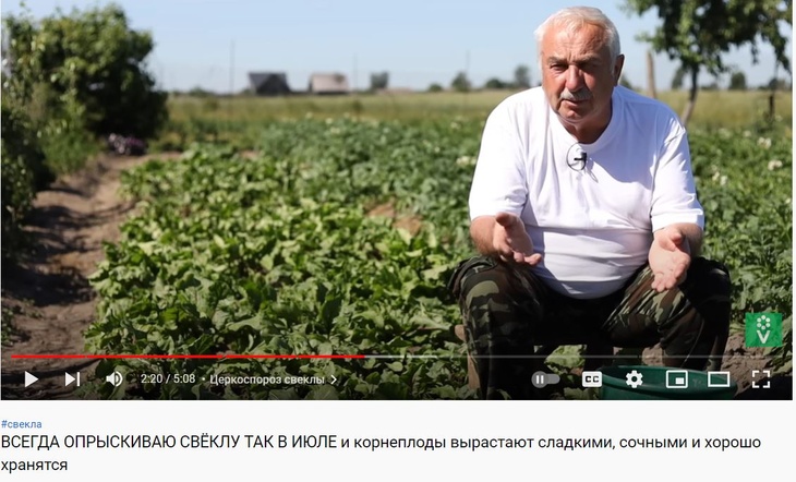 Агроном рассказал, чем опрыскать свеклу в июле, чтобы она выросла сочной и сладкой