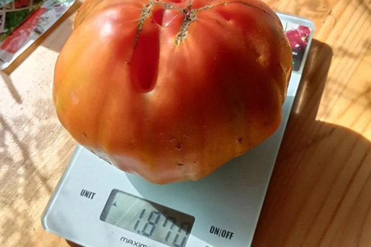 Чудо селекции: фермер из Подмосковья случайно вырастил помидор-монстр весом 2 кг