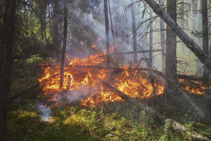 Россиянам назвали главные правила спасения от пожара в лесу