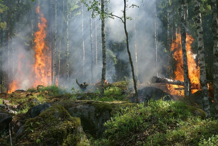 МЧС предупредило об угрозе лесных пожаров в Подмосковье
