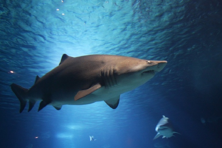 На Багамах тупорылая акула растерзала пожилую туристку