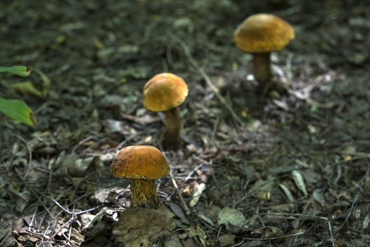 Эксперты назвали восемь причин в пользу употребления грибов