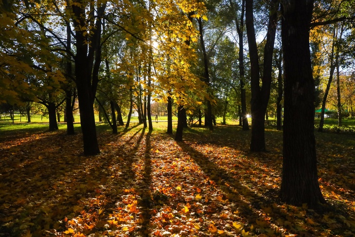 «Идеальное время для шуршания листьями»: москвичам рассказали о погоде на выходных
