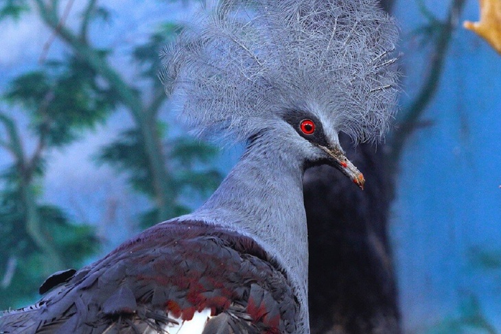 Редкий голубь с «короной» поселился в Московском зоопарке