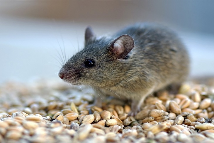 В США создали вариант ковида со смертностью у мышей в 80%